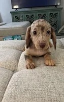 Cinnamon Roll, a male Miniature Dachshund for sale in Lexington, KY – 2 of 4