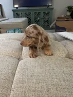 Cinnamon Roll, a male Miniature Dachshund for sale in Lexington, KY – 3 of 4