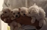 Puppy, a male Maltese for sale in Orange City, FL – Photo 1 of 2