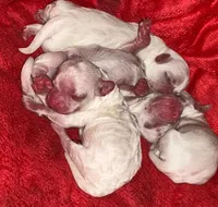 Puppy, a male Maltese for sale in Orange City, FL – Photo 2 of 2