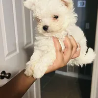 Female Puppy, a male Maltese for sale in Orange City, FL – Photo 1 of 3