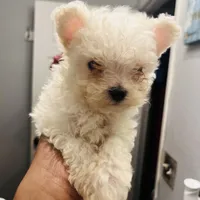 Female Puppy, a male Maltese for sale in Orange City, FL – Photo 3 of 3