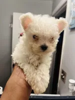 Female Puppy, a male Maltese for sale in Orange City, FL – Photo 3 of 3