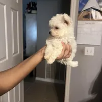 Female Puppy, a male Maltese for sale in Orange City, FL – Photo 2 of 3