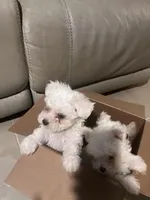 Male Puppy, a male Maltese for sale in Orange City, FL – Photo 2 of 4