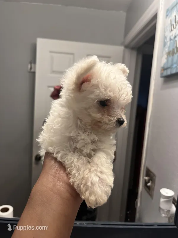 Male Puppy – Maltese puppy for sale in Orange City, FL