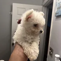 Male Puppy, a male Maltese for sale in Orange City, FL – Photo 1 of 4