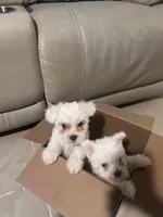 Male Puppy, a male Maltese for sale in Orange City, FL – Photo 3 of 4