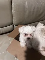 Male Puppy, a male Maltese for sale in Orange City, FL – Photo 4 of 4