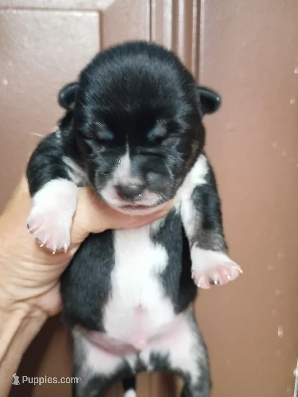 Just Born boy – Shiba Inu puppy for sale in Spraggs, PA