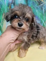  Toy size ! Aussie Doodle girl, a female Miniature Aussiedoodle for sale in Spraggs, PA – 3 of 4