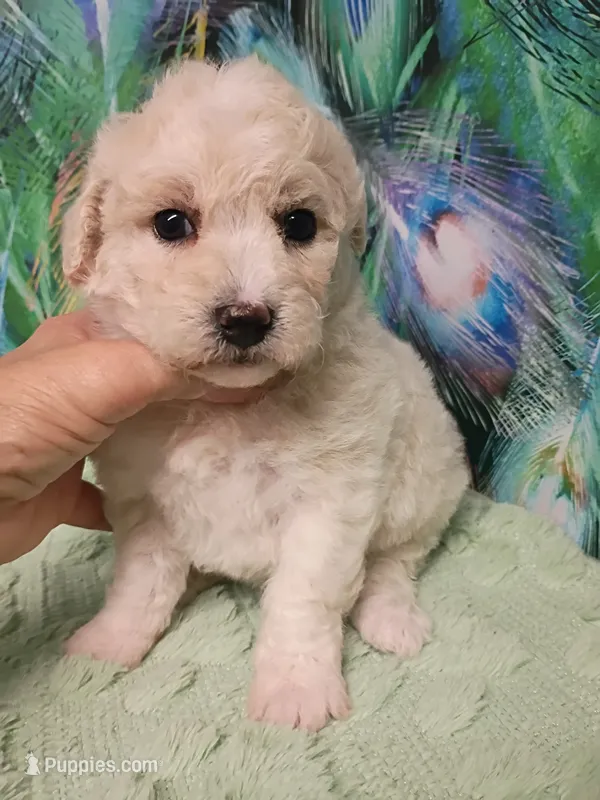 Bichon -Poo girl – Bichpoo puppy for sale in Spraggs, PA