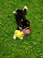 Toy Girl,  super sweet !, a female Shiba Inu for sale in Spraggs, PA – 8 of 9