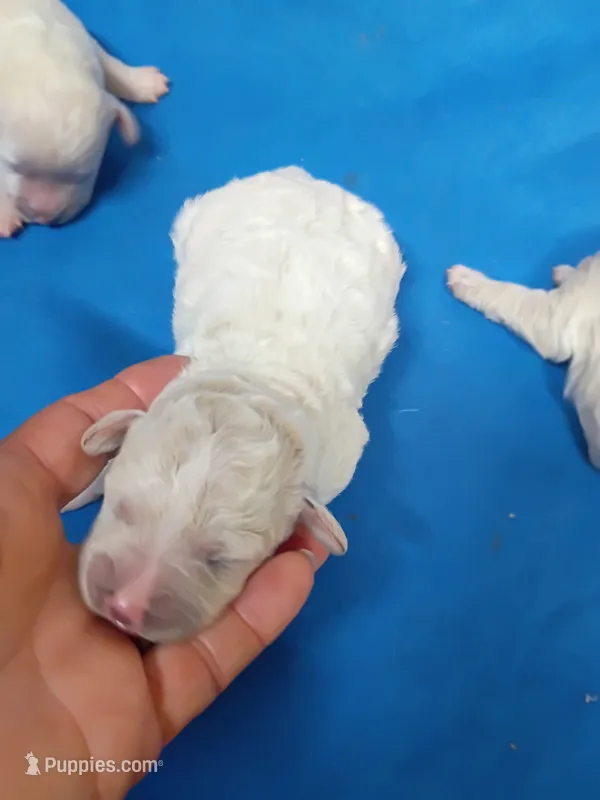 Bichon -Poo girl – Bichpoo puppy for sale in Spraggs, PA