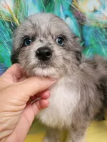 Small Blue, a female Miniature Aussiedoodle for sale in Spraggs, PA – 4 of 10
