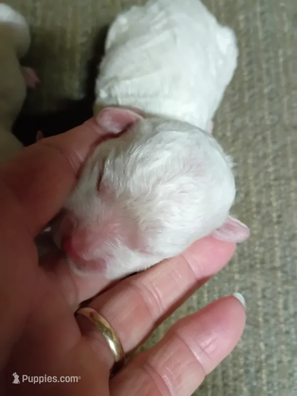 Bichon Girl – Bichon Frise puppy for sale in Spraggs, PA