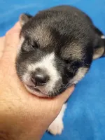 2 weeks old, a female Shiba Inu for sale in Spraggs, PA – 3 of 8