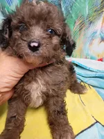 Mini blue eyes Boy, a male Miniature Aussiedoodle for sale in Spraggs, PA – 4 of 7