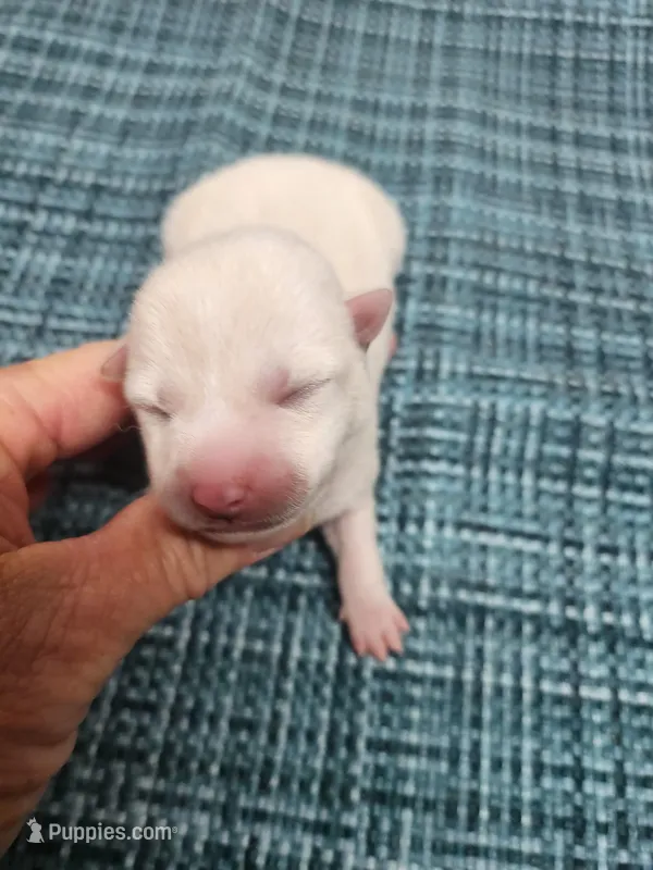 Runt Cream boy – Shiba Inu puppy for sale in Spraggs, PA