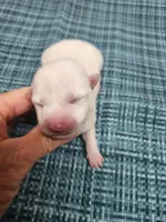 Runt Cream boy, a male Shiba Inu for sale in Spraggs, PA – Photo 1 of 3