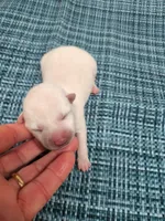 Runt Cream boy, a male Shiba Inu for sale in Spraggs, PA – Photo 3 of 3