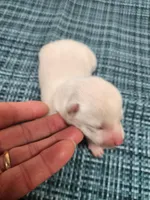 Runt Cream boy, a male Shiba Inu for sale in Spraggs, PA – Photo 2 of 3