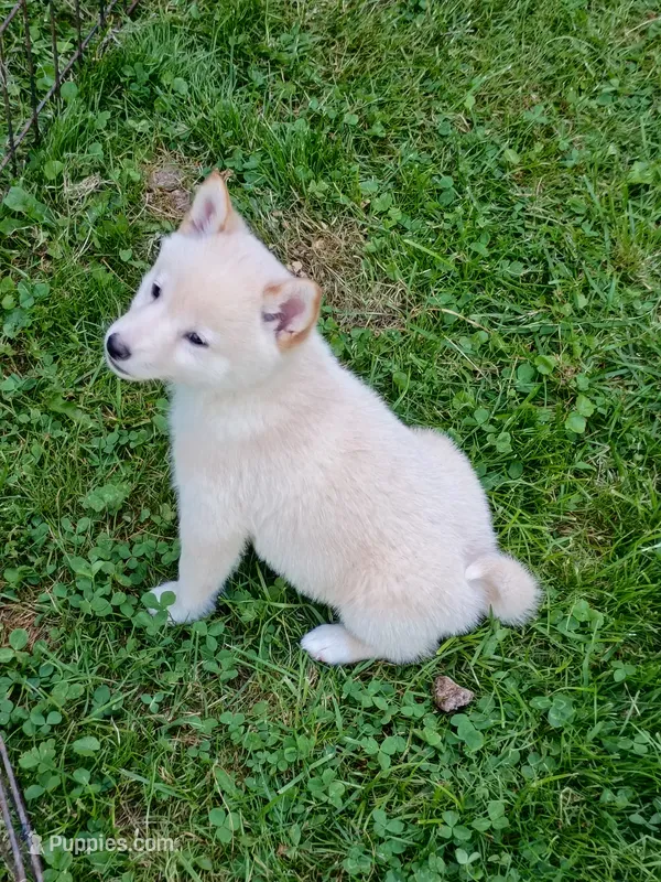 Cream little. Ready now ! – Shiba Inu puppy for sale in Spraggs, PA