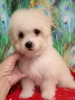 Toy size Bichon girl, a female Bichon Frise for sale in Spraggs, PA – 8 of 10