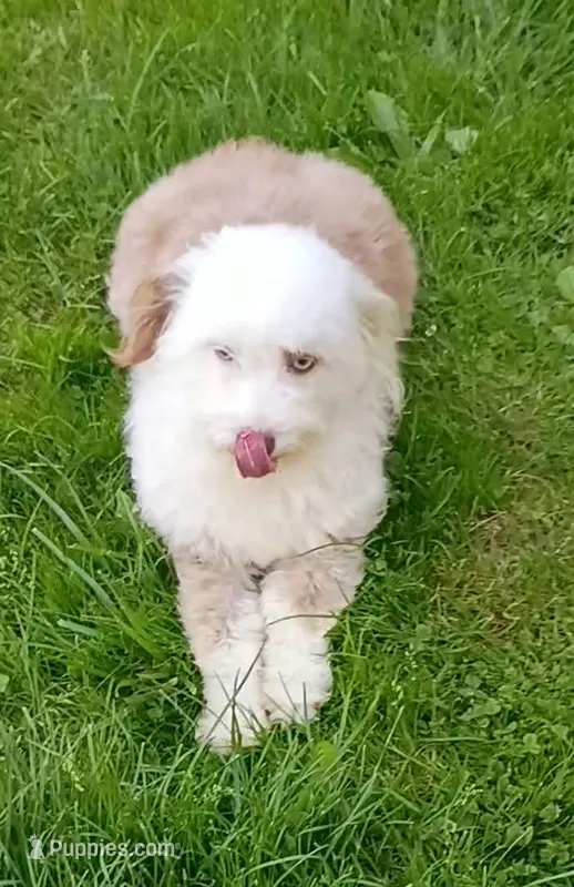 Small Aussie doodle, Ready now  – Miniature Aussiedoodle puppy for sale in Spraggs, PA