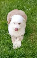 Small Aussie doodle, Ready now , a female Miniature Aussiedoodle for sale in Spraggs, PA – 1 of 8