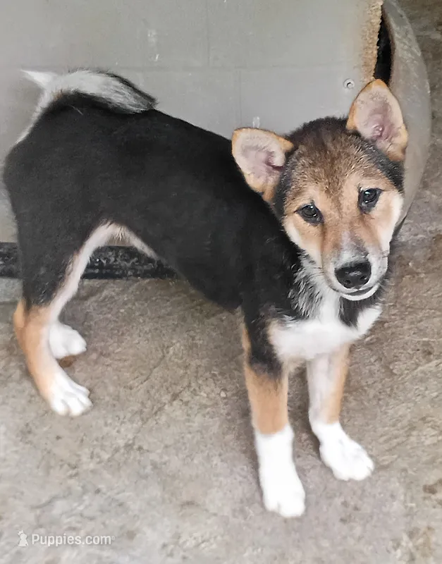Black sesame  – Shiba Inu puppy for sale in Spraggs, PA