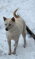 Kara ready now , a female Shiba Inu for sale in Spraggs, PA – 6 of 8