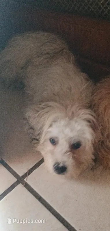 Bichon/Morkie male – Bichon Frise, Morkie puppy for sale in Spraggs, PA