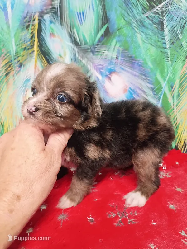 Toy Aussie Doodle girl – Miniature Aussiedoodle puppy for sale in Spraggs, PA