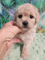 Poo-chon girl, a female Poochon for sale in Spraggs, PA – 3 of 6