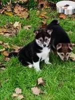 Black Sesame girl Ready now , a female Shiba Inu for sale in Spraggs, PA – 2 of 7