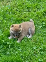 Red Meme, Ready now  !0, a male Shiba Inu for sale in Spraggs, PA – 4 of 9