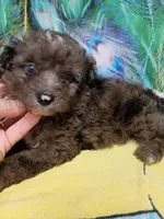 Mini blue eyes Boy, a male Miniature Aussiedoodle for sale in Spraggs, PA – 3 of 7