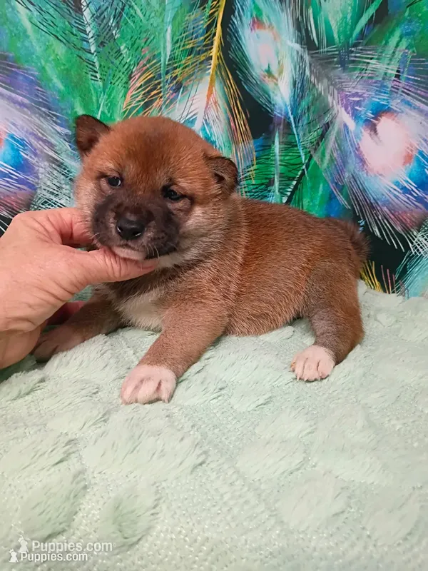 Red lady  – Shiba Inu puppy for sale in Spraggs, PA