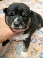 Three weeks old boy, a male Shiba Inu for sale in Spraggs, PA – 3 of 9