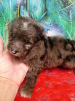 Mini blue eyes Boy, a male Miniature Aussiedoodle for sale in Spraggs, PA – 6 of 7