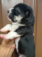 2 weeks old, a female Shiba Inu for sale in Spraggs, PA – 6 of 8