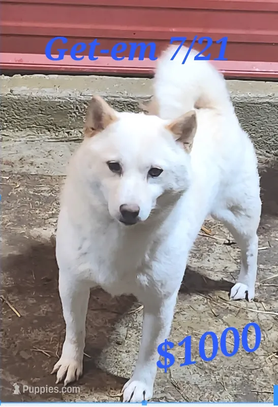 Smaller Adult. Ready now ! – Shiba Inu puppy for sale in Spraggs, PA