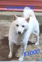  Adult female. Ready, a female Shiba Inu for sale in Spraggs, PA – 2 of 3