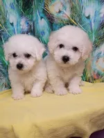 Little Bichon boy, a male Bichon Frise for sale in Spraggs, PA – 2 of 9