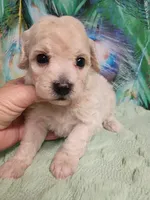 Poochon boy, a male Poochon for sale in Spraggs, PA – 2 of 6