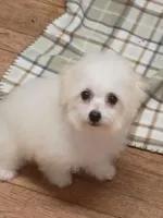 Toy size Bichon girl just 5 lbs on 10/24/26., a female Bichon Frise for sale in Spraggs, PA – 7 of 9