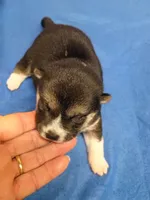 2 weeks old, a female Shiba Inu for sale in Spraggs, PA – 2 of 8