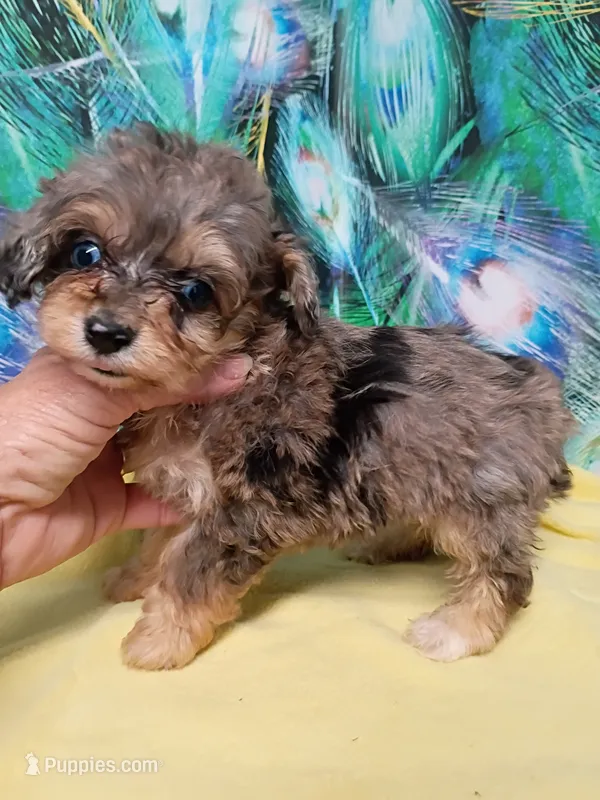  Toy size ! Aussie Doodle girl – Miniature Aussiedoodle puppy for sale in Spraggs, PA