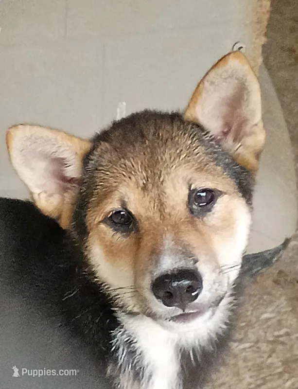 Sesame boy – Shiba Inu puppy for sale in Spraggs, PA